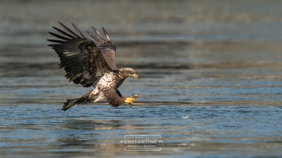 BaldEagles-10.jpg