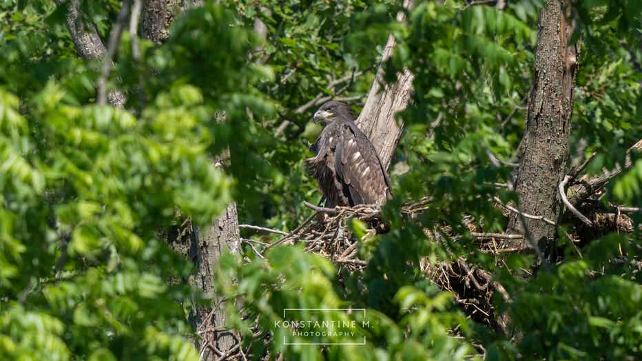 BaldEagles-8.jpg