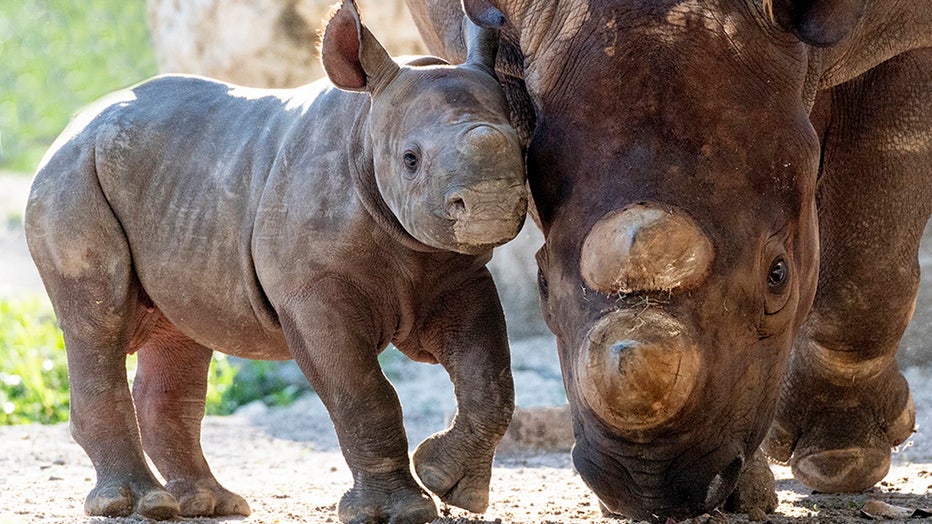 zoo-miami-baby-rhino-4.jpg