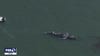 Three dead whales found in San Francisco Bay area in a week
