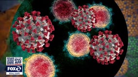 Coronavirus variant from India discovered in the Bay Area