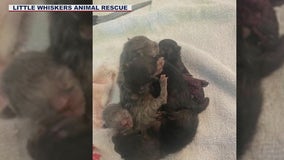 Five conjoined kittens born in Arizona animal rescue