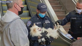 Puppy rescued after paw gets stuck in PATH station escalator