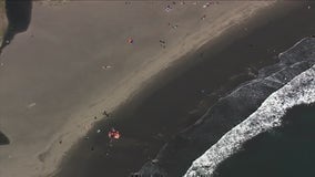 4th whale washes ashore around San Francisco Bay in just over a week