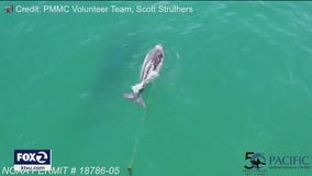 Marine experts searching for entangled baby whale spotted on drone video