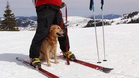 Paw patrol: Meet Lake Tahoe's four-legged heroes