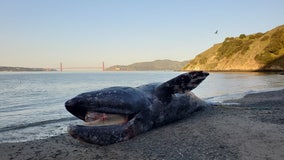 Experts unable to confirm cause of death for gray whale that washed ashore at Crissy Field