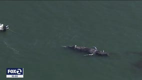 Three dead whales found in San Francisco Bay area in a week