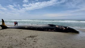 3 more dead gray whales spotted in San Francisco Bay Area