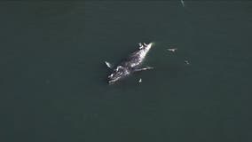 Ship strike killed gray whale found dead in Bay Area, scientists say