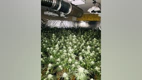 Tip leads to the discovery of five marijuana grow houses in Fairfield