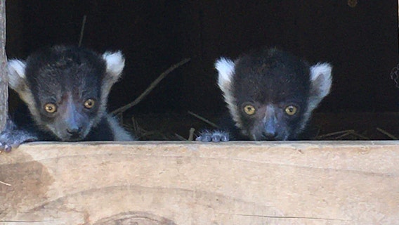 San Jose’s Happy Hollow welcomes newborn twin lemurs