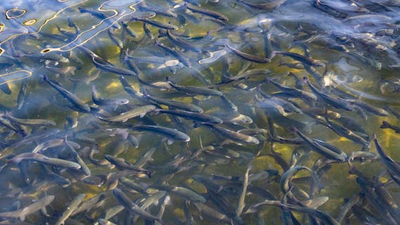 Department of Water Resources to truck salmon to Pacific Ocean; low river levels blamed