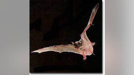 Bat tests positive for rabies, found in Fremont neighborhood