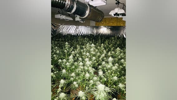 Tip leads to the discovery of five marijuana grow houses in Fairfield