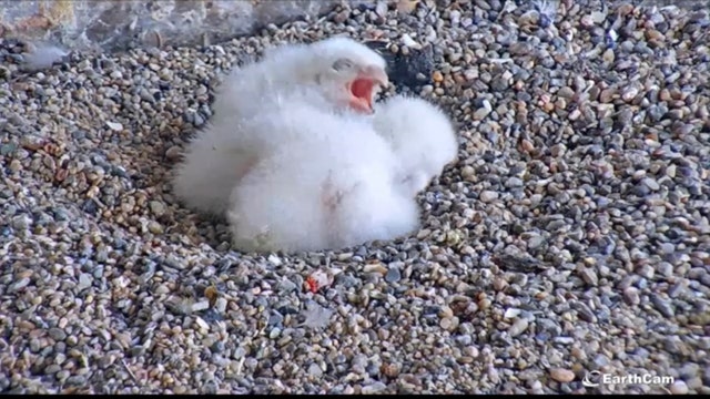 Family of peregrine chicks hatched atop PG&E headquarters in San Francisco