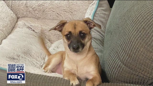 Car thief steals disabled vet's service dog in Oakland
