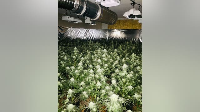 Tip leads to the discovery of five marijuana grow houses in Fairfield