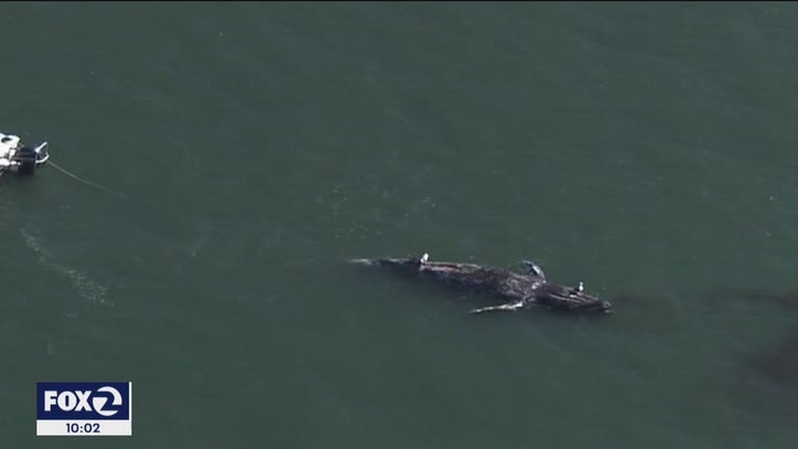 Three dead whales found in San Francisco Bay area in a week - Vimarsana News