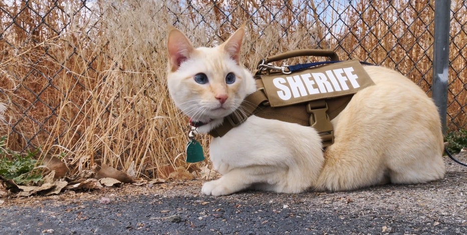 No need for K-9s': New Mexico sheriff's department announces