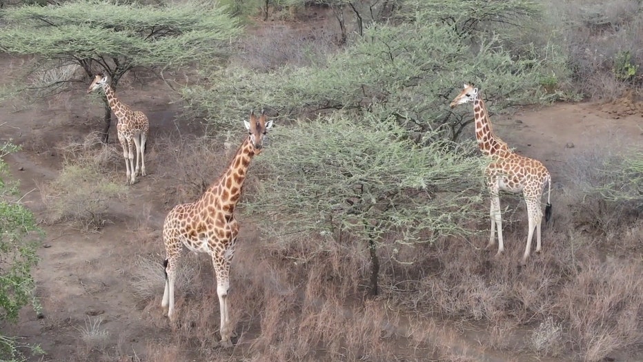 50079b56-Giraffes