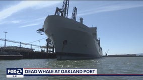 Dead whale gets lodged between pilings at Port of Oakland