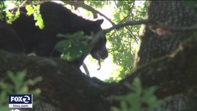 Bear climbs backyard tree in San Anselmo, briefly causes shelter-in-place