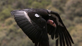 Flock of giant California condors trash woman's yard