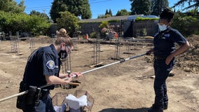 Peninsula Humane Society & SPCA rescue 3 skunks from 14-foot hole at Menlo Park construction site