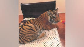 'It's Victor's tiger,' HPD says wild animal belongs to man whose attorney denied ownership