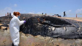 Huge dead whale hauled off Southern California beach