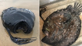 Rare fish that lives thousands of feet under the ocean washes ashore in California state park