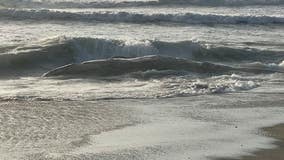 No necropsy for latest whale to wash ashore in Pacifica