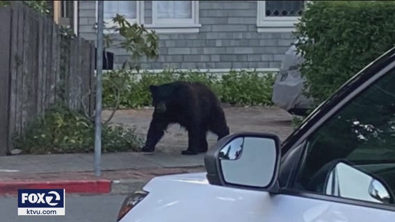 How California’s drought impacts wildlife populations and their behavior