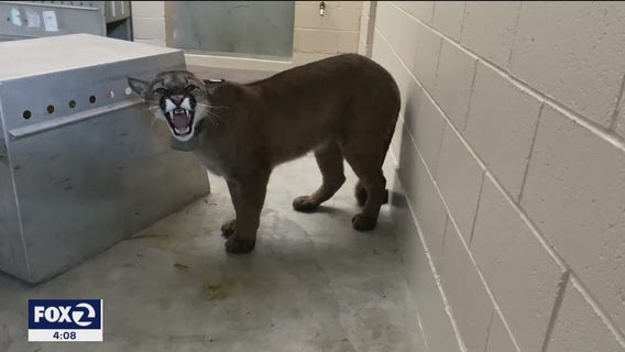 Mountain lion roaming San Francisco's Bernal Heights captured, taken to zoo