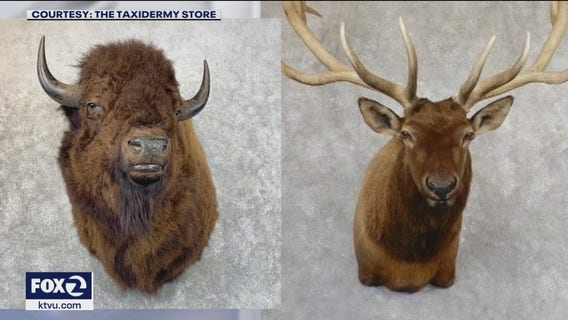 San Bruno couple says mountain lion broke into home - a cat burglar