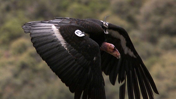 Flock of giant California condors trash woman's yard