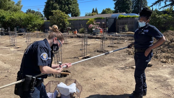 Peninsula Humane Society & SPCA rescue 3 skunks from 14-foot hole at Menlo Park construction site