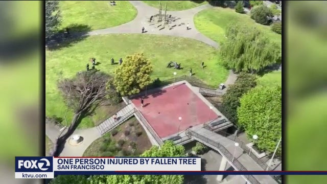 One person injured by falling tree in San Francisco