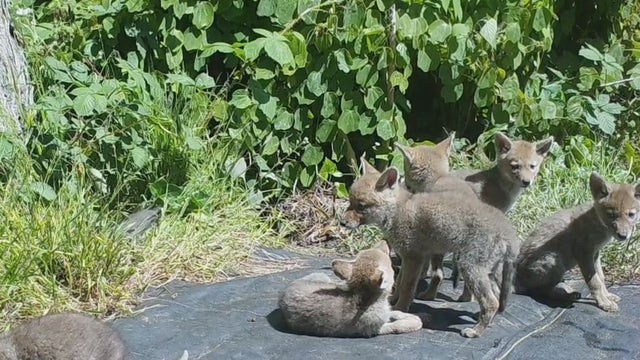 Litter of coyote pups living in Golden Gate Park