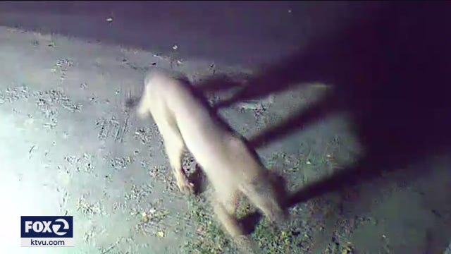 Home surveillance video: Mountain lion pays visit to Oakland hills home