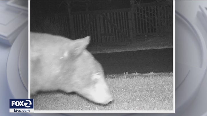 Sonoma County neighborhoods are buzzing with bears - Vimarsana News