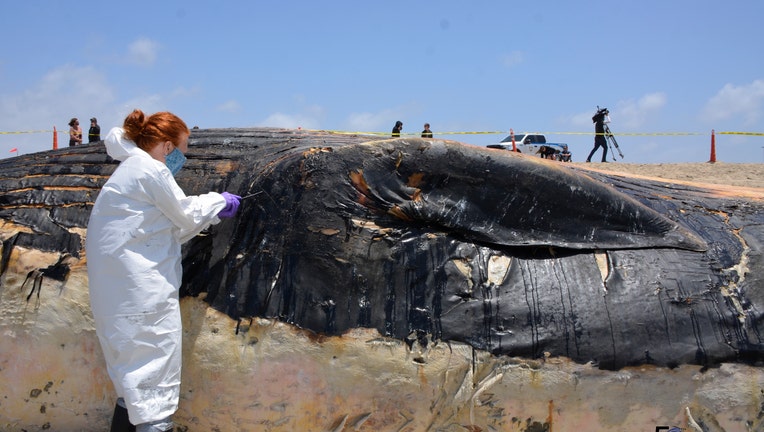 Whale remains beach closed