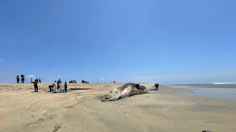 Whale-remains-beach-closed-4.jpg