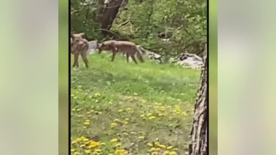 coyotes in Detroit