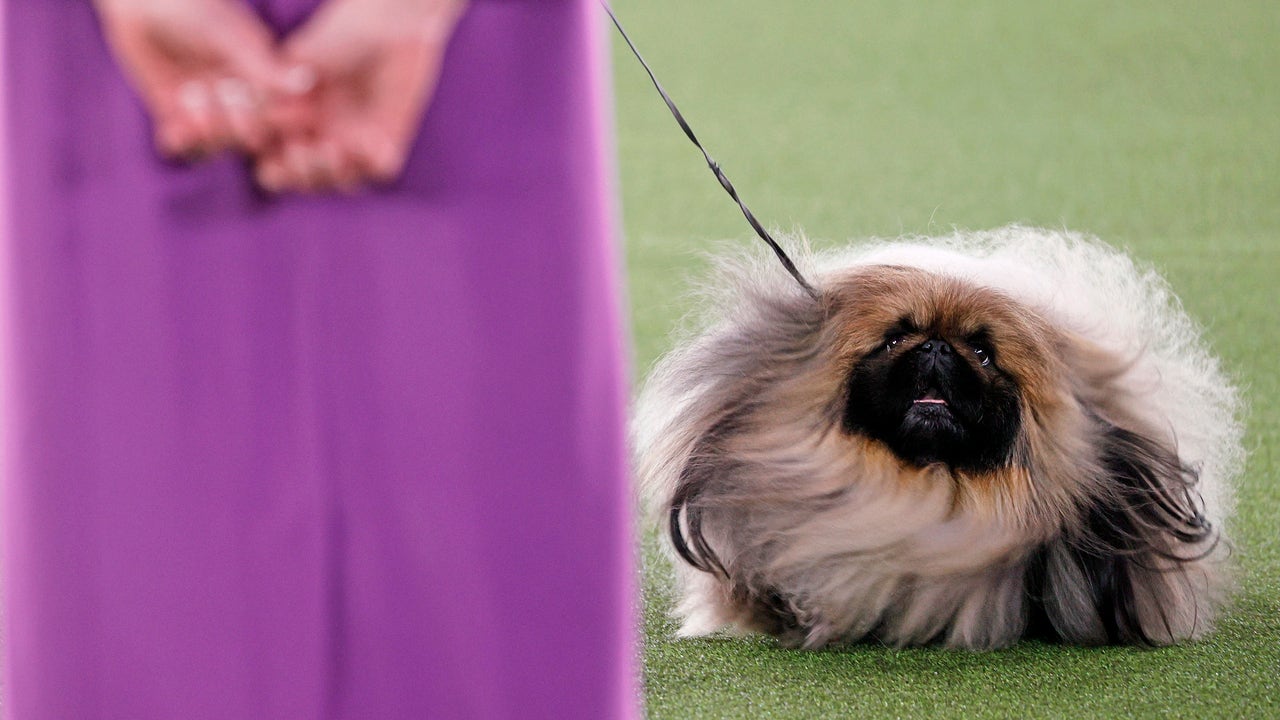 does the pekingese have infectious disease