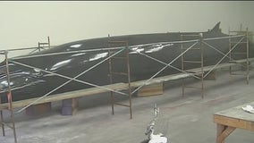 Massive whale structure returns to Lawrence Hall of Science