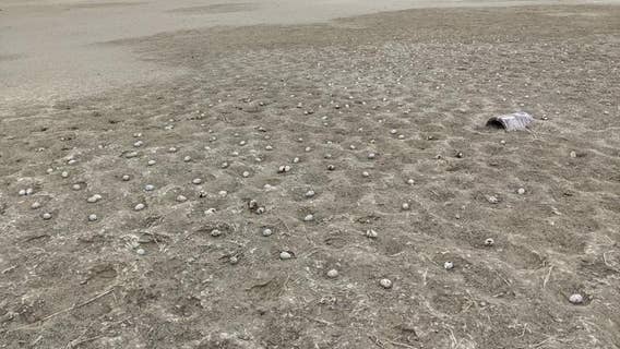 3,000 eggs abandoned after drone scares birds in California