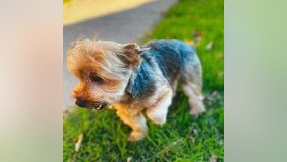 San Francisco car burglar steals "Leo" the Yorkie from vehicle in North Beach