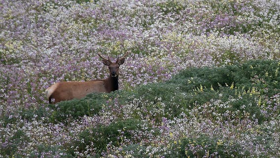 Animal rights group sues National Park Service over dying elk